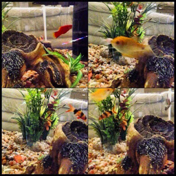 Meet your Posher, Marie - Picture 1 of 1